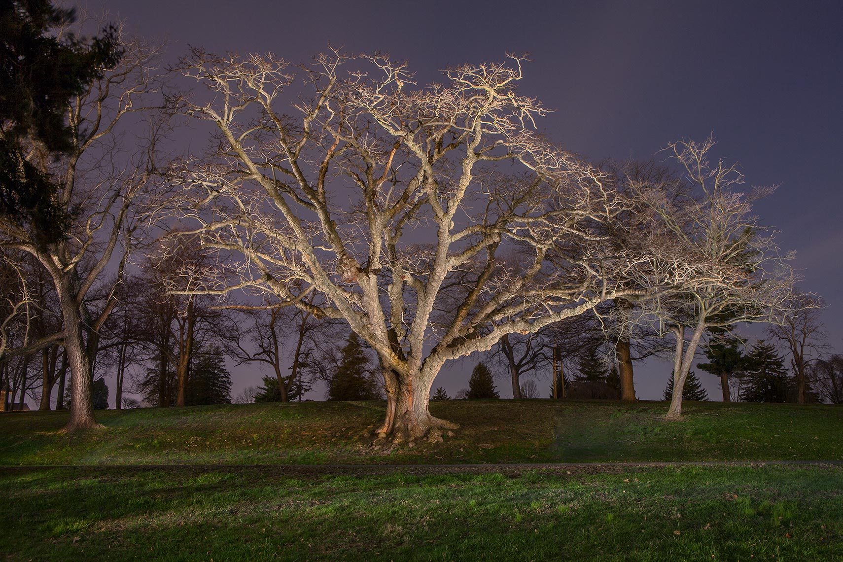 Burled Tree, Lawn Croft