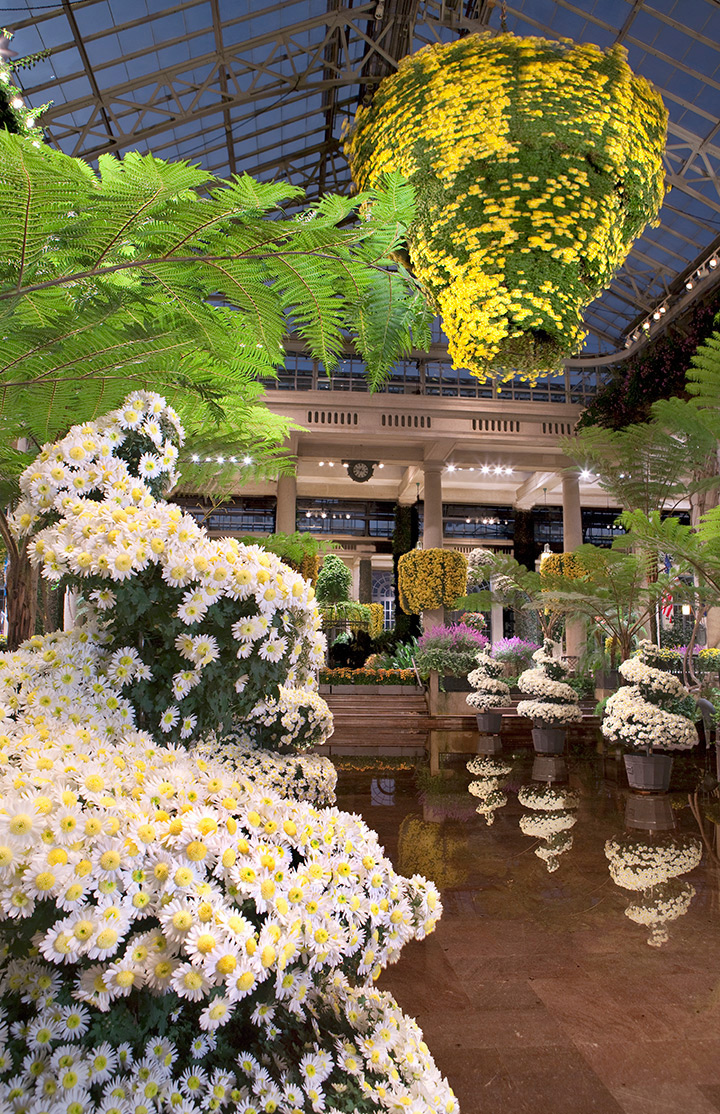Mums in the Fern Room, Longwood Gardens